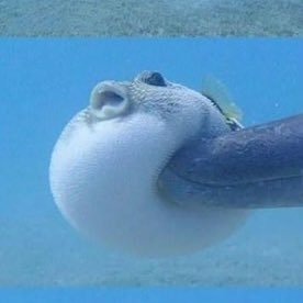 toramisan0543's profile picture. 