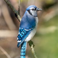 Jay (@pumkatvee) 's Twitter Profile