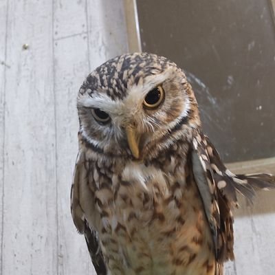 バババーババーババーイエベ秋
