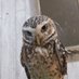 アウル🦉@シン・ママエンジニア (@svalueng) Twitter profile photo アウル🦉@シン・ママエンジニア (@svalueng) Twitter profile photo