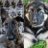 pablobowe's profile image