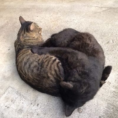 hikarin35931280's profile picture. （趣味は料理とゲームと絵を描くこと）Fortniteやってます。youtubeやってるのでのチャンネル登録お願いします。
https://t.co/Q21Iwi4bNH