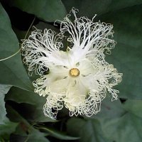 十三夜 (@jyusanya_03) 's Twitter Profile Photo