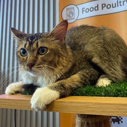 annisspty's profile picture. ---