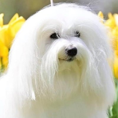 iammiiruku's profile picture. ISTP-T 
🐱🦋🐰🧚‍♀️ #KISSOFLIFE #키스오브라이프 #KIOF