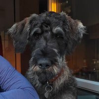 Deutscher Riesenschnauzer pfeffer & salz (@troll47111) 's Twitter Profile Photo Deutscher Riesenschnauzer pfeffer & salz (@troll47111) 's Twitter Profile Photo