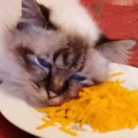 Muffled🫐Berri (@muffledberri) 's Twitter Profile Photo Muffled🫐Berri (@muffledberri) 's Twitter Profile Photo