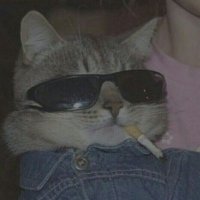 Gato369🐈⬛ (@gatooo369) 's Twitter Profile Photo Gato369🐈⬛ (@gatooo369) 's Twitter Profile Photo