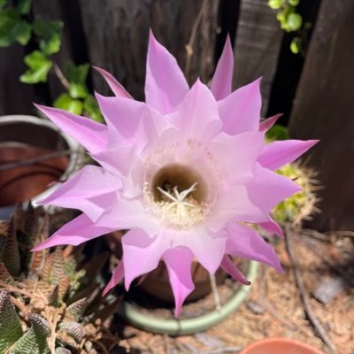 JudyJZellers's profile picture. Anti-MAGA. Anti-Covid. Dog lover. Voting 💙