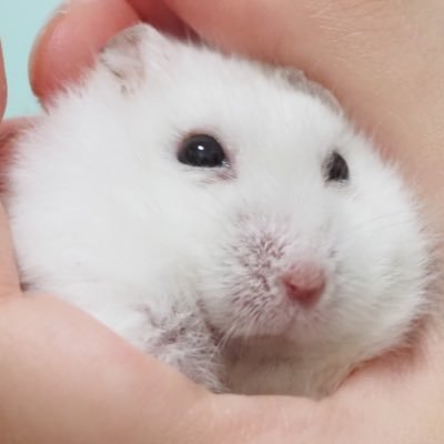 色相環ぴちゅーさんのプロフィール画像