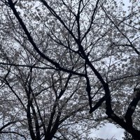 ceylon_am (@ceylon_am) 's Twitter Profile