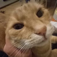 Fifi (from the vault) (@dr3mv1) 's Twitter Profile