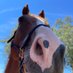 horselife (@smkacken) Twitter profile photo horselife (@smkacken) Twitter profile photo