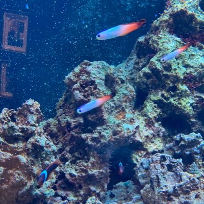 tdk_05's profile picture. 雑多／低浮上 ほぼグラブル