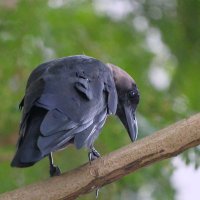 mell0 | 🍋 (@za0chens) 's Twitter Profile Photo