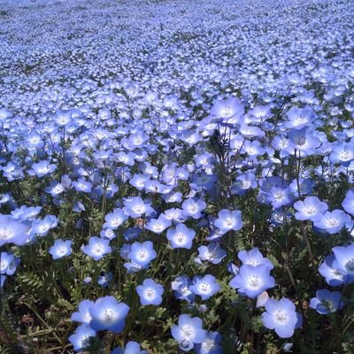 るりさんのプロフィール画像