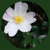 なかりん (@en2600) 's Twitter Profile