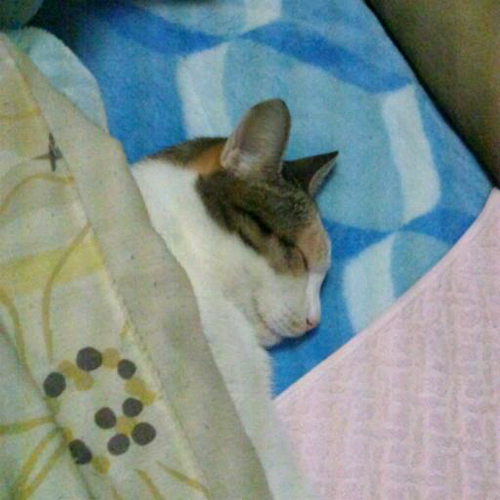 大濠公園をこよなく愛す
毎日ウォーキングに出没してます。画像は愛猫のサクラです。
ただいま３代目ニャンコのサクラ育成中。もうすぐ一歳