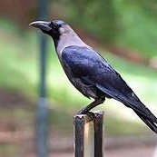 ExposeDravidam's profile picture. Follow this account to fight fascist ideology that Dravidam is.
🖕 D stocks 
திராவிட பிறப்புறுப்பு  கூந்தல் தமிழனுக்கு வேண்டாம் போடா 😂