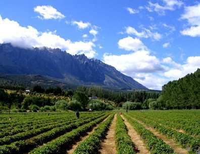 marketing and export of fruits and vegetables made in colombian land --- comercializadores y exportadores de frutas y verduras hechas en territorio colombiano