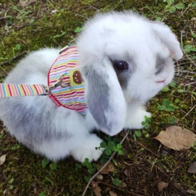 omaomaomanta's profile picture. 双極性障害持ちです。 FF14 MeteorのZeromusでのんびり活動中！ 良かったらフレンドになってください！ ゲーム 病気 ウサギといろいろ呟きます DM〇