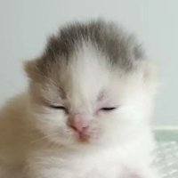 tuckered out (@jimin985_) 's Twitter Profile