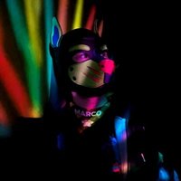 Marco - chaos dog (@thepupmarco) 's Twitter Profile