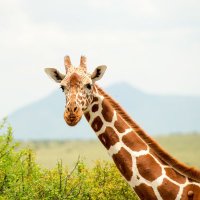 Mrs Gates 🐘 (@mrsgates2024) 's Twitter Profile Photo Mrs Gates 🐘 (@mrsgates2024) 's Twitter Profile Photo