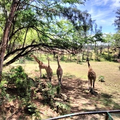 SafariHeadboy's profile picture. Travel Consultant,
Wildlife Lover,
Nature Admirer,
God Above Everything