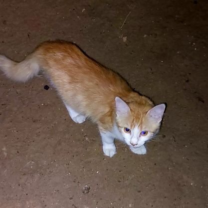 I am Qusay from Gaza. I live in the middle of war. I love feeding cats, and I love helping those in need.