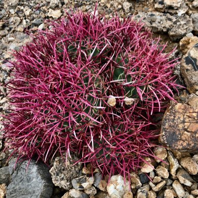 Maria_VGKHockey's profile picture. 