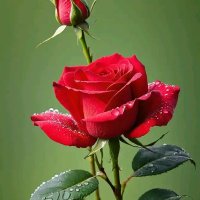 farooq (@farooq263410109) 's Twitter Profile