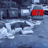 NTRmusic (@ntr_music_bcn) 's Twitter Profile Photo NTRmusic (@ntr_music_bcn) 's Twitter Profile Photo