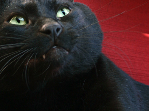 mangeles1's profile picture. 