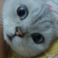 莫千喻 (@moqianyu666) 's Twitter Profile