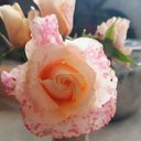 Nancy Culver - @culver_nan60213 - Twitter