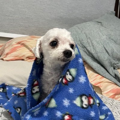 danitelambe's profile picture. viva la vida louca