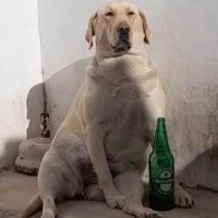 porrito gordo (@1nknownuev9) 's Twitter Profile Photo porrito gordo (@1nknownuev9) 's Twitter Profile Photo
