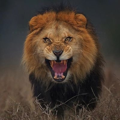 Lover of life & Politics❤️. 1 John 4:4. Talk702. @kaizerchiefs retweeter✌️