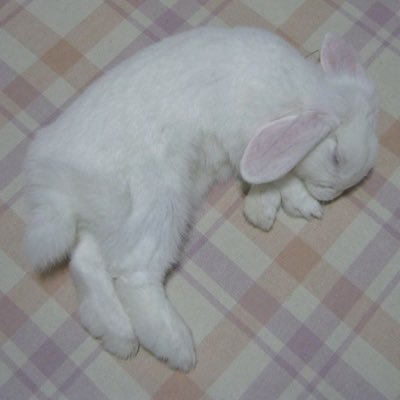 unicornpelt's profile picture. -95 lb, relapsinggg  she/her