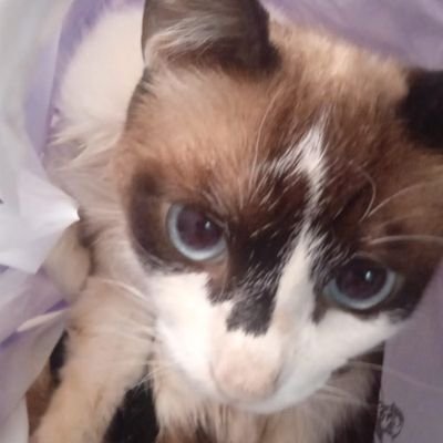 Waos7ii's profile picture. Hola