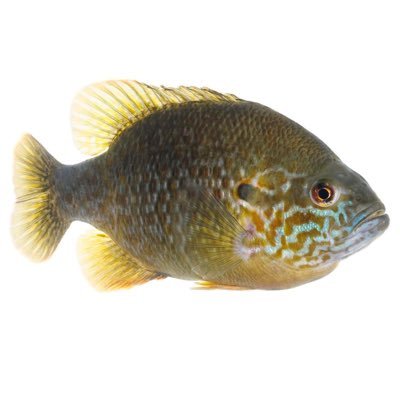 bluegillbets's profile picture. betting diary