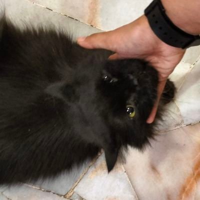 haneulfr's profile picture. backburner