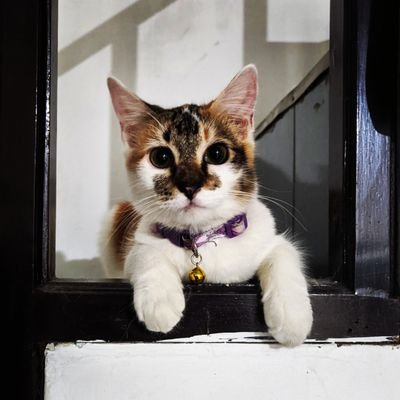 AndanaFariz's profile picture. 