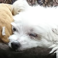 nonononono (@nonono_non_53) 's Twitter Profile