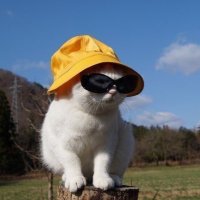 …TP 🐾 (@neighbortp) 's Twitter Profile