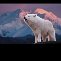 wolfSpirit 🇨🇵🇨🇵 (@dubsroms82) 's Twitter Profile
