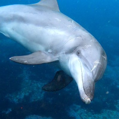 三重大学大学院 博士課程 イルカの社会行動を調べてます / Mie University Ph.D student studying cetacean social behaviour
