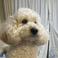 ikedamaru (@ikedamaru64) 's Twitter Profile