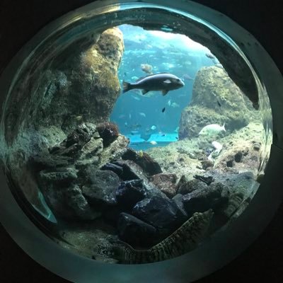 36wで生まれたせっかちな男の子の育児に奮闘👶育休中 🎮が好きです